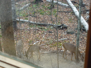 AboutUS/Deer.jpg