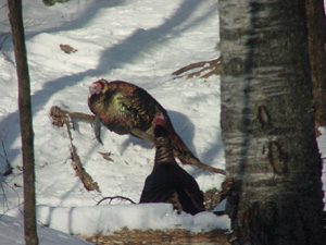 AboutUS/Turkeys.jpg