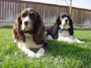 Pets/SandSonGrass.JPG